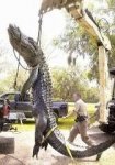 Gator.jpg