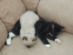 cats 033.JPG