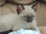 cats 009.JPG