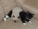 cats 030.JPG