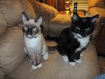 cats 087.JPG