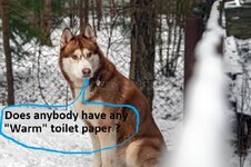 husky-dog-looks-over-enclosure-fence-winter-day-yard-house-husky-dog-looks-over-enclosure-fenc...jpg