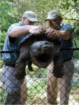 snapturtle.jpg