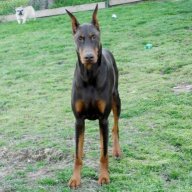 dobervol