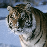 Carnivore