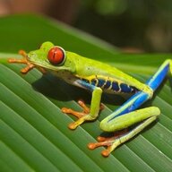Rocketfrog
