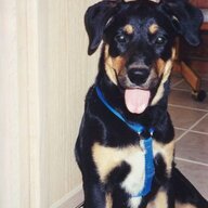 KC the dog