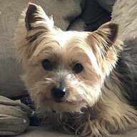 Tipdog