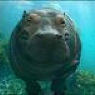 Hipporider
