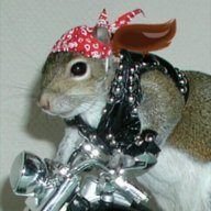 Squirrel