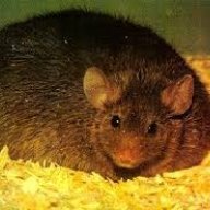FatMouse