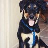 KC the dog