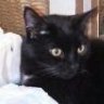 Shadowcat