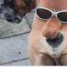 Kevdog