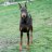 dobervol