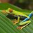 Rocketfrog