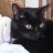 Shadowcat