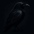 RavenRider
