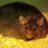 FatMouse