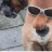 Kevdog
