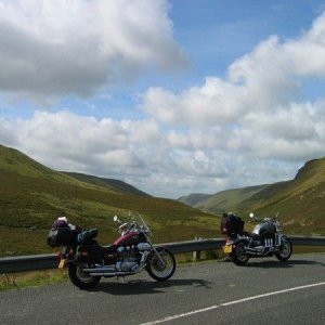 BrownDogs pics
