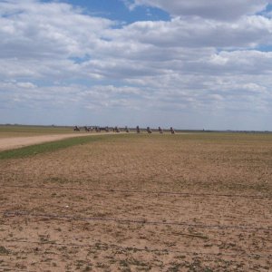 Cadallac ranch in Tx