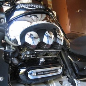 Bearclaw close up 002