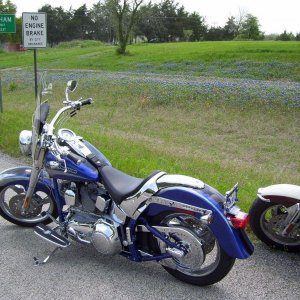 daryns blue beauty