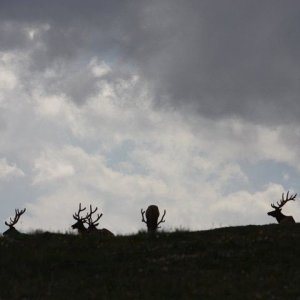elk