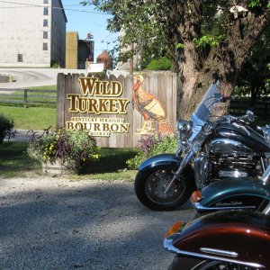 Wild Turkey