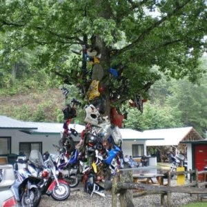 Tree of Shame