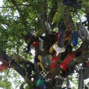 Tree of Shame