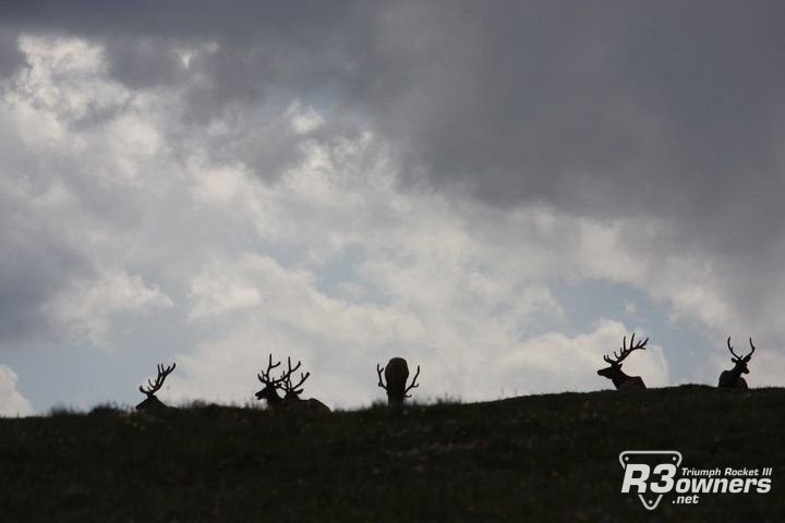 elk