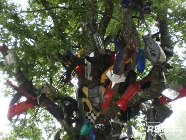 Tree of Shame