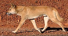 220px-Dingo_walking.jpg