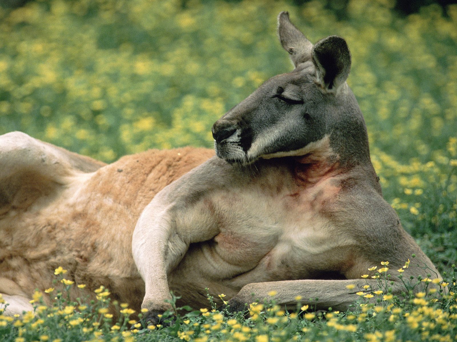 red-kangaroo.jpg