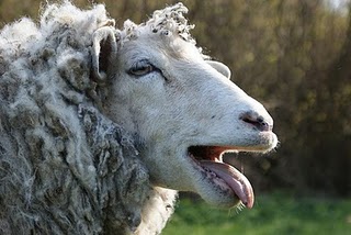 BAAA.jpg