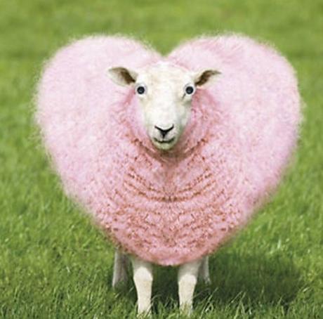 the-ten-countries-where-sheep-outnumber-peopl-L-uhsJty.jpeg