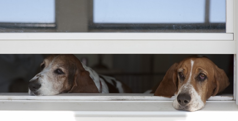 Dog%20window%20resized.jpg