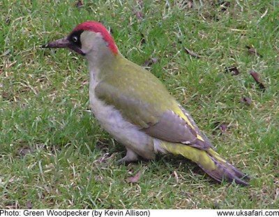 greenwoodpecker08.jpg