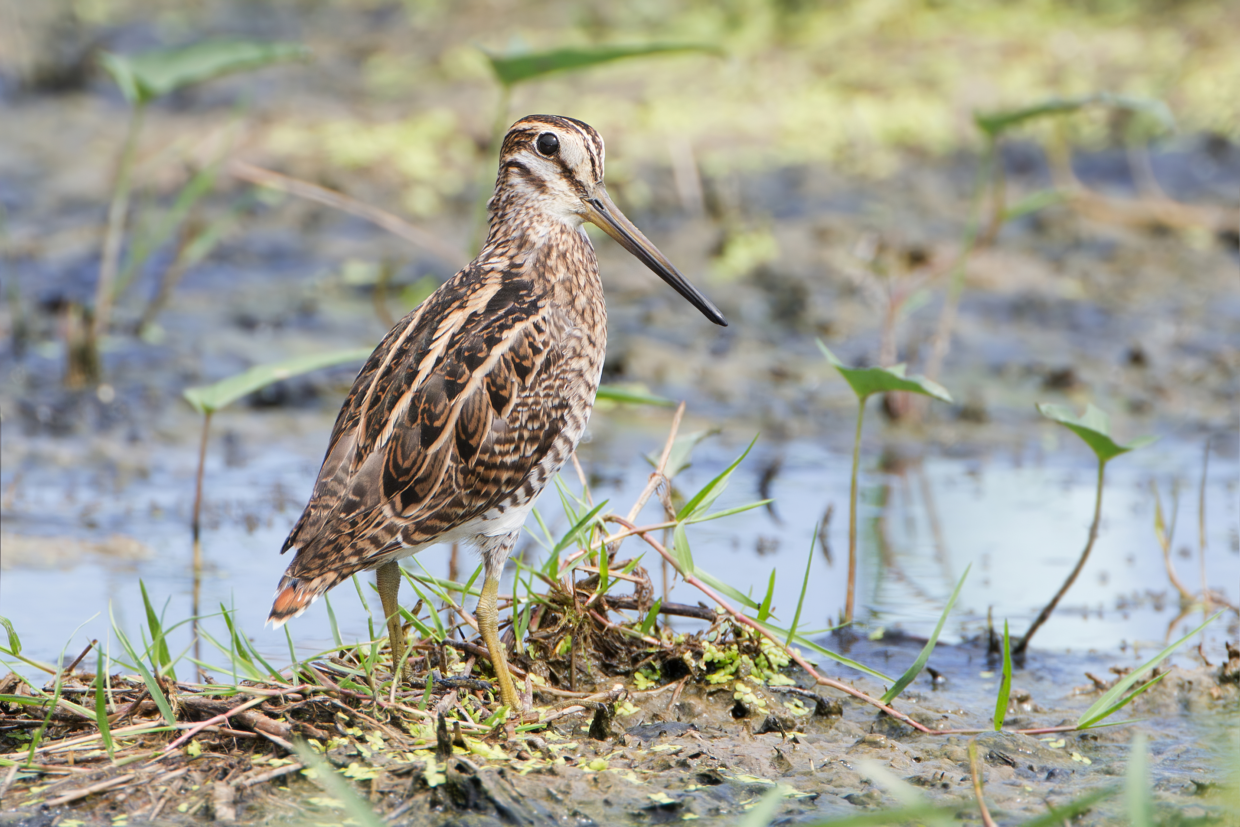 Gallinago_stenura_-_Laem_Pak_Bia.jpg