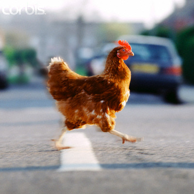 chicken-road.jpg