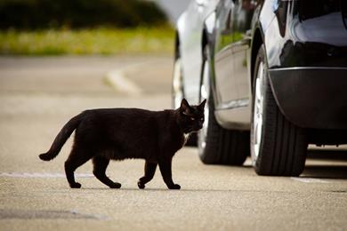 cat-on-road.jpg