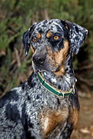 9c6aca95b61377fa6e768657d4acf4cc--red-leopard-catahoula-cur.jpg