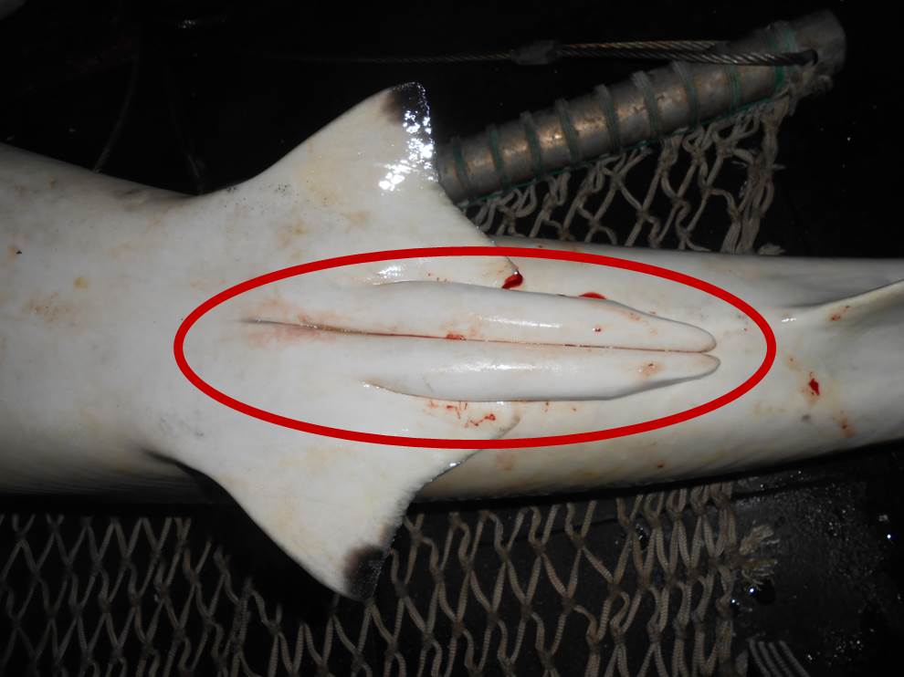 thefisheriesblog.com