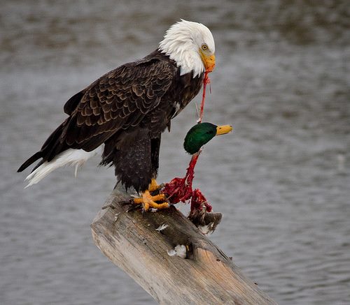 eagle+snack.jpg
