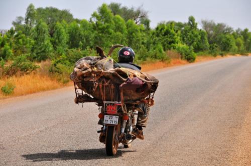 2011-11_Kriegel_Burkina-Faso_cow-on-bike.jpg