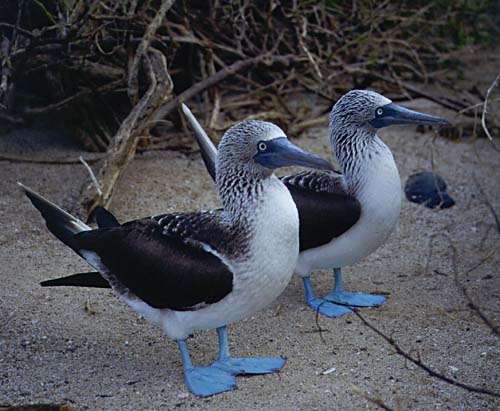 booby-b.jpg