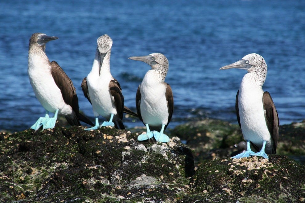 Blue-footed-boobies--Greg-Courter_54_990x660.JPG