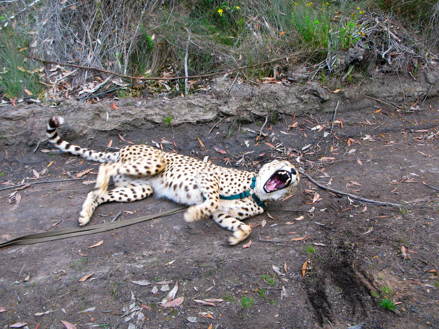 cheetah_growl_2_by_itacosharki-d5n4ayl.jpg